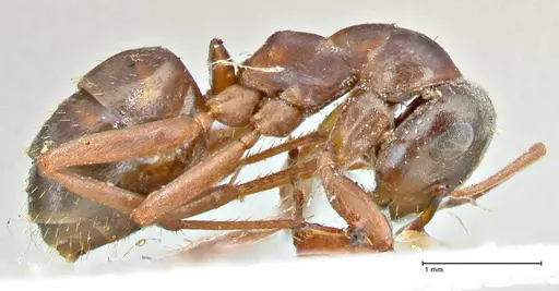 Formica fusca - FOCOL2747