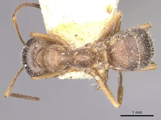 Formica fuscocinerea specimen