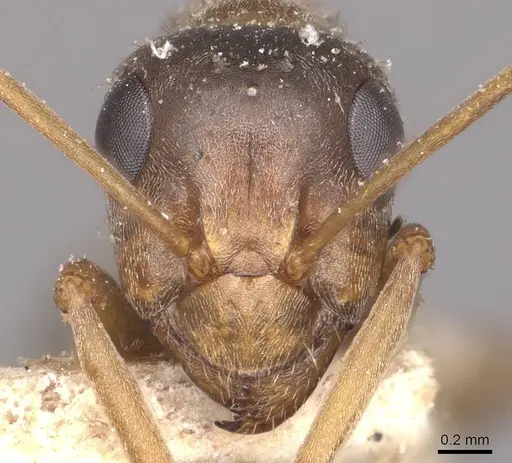 Formica fuscocinerea specimen