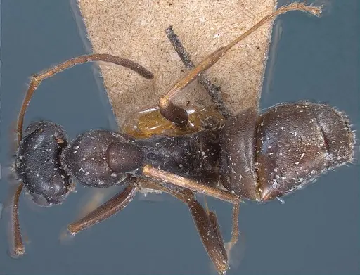Formica gagates specimen