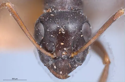 Formica gagates specimen