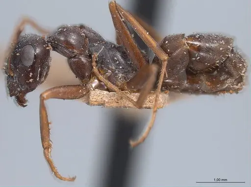 Formica gagates - ANTWEB1008396