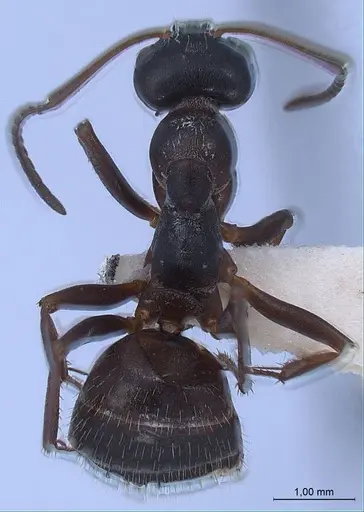 Formica gagates - ANTWEB1008398