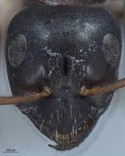 Formica gagates - ANTWEB1008398