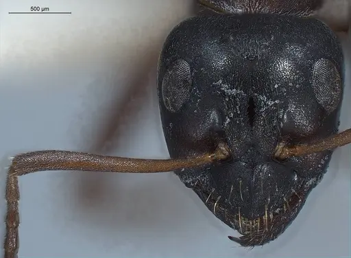 Formica gagates - ANTWEB1008398