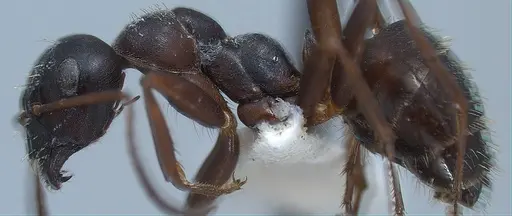 Formica gagates - ANTWEB1008398