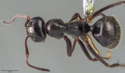 Formica gagates - ANTWEB1060055