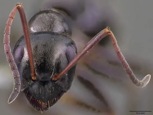 Formica gagates - ANTWEB1060055