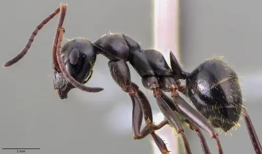 Formica gagates - ANTWEB1060055