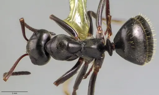 Formica gagates - ANTWEB1060056