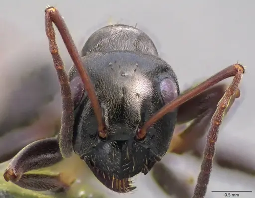 Formica gagates - ANTWEB1060056