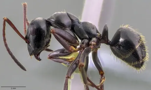 Formica gagates - ANTWEB1060056