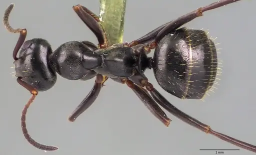 Formica gagates - ANTWEB1060057