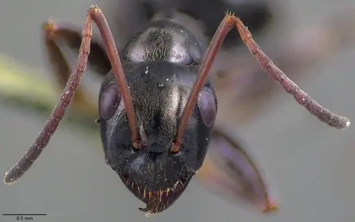 Formica gagates - ANTWEB1060057