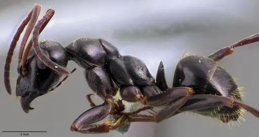 Formica gagates - ANTWEB1060057