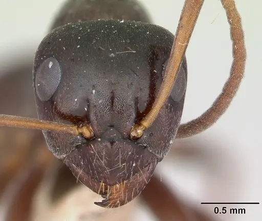 Formica gagates - CASENT0010650