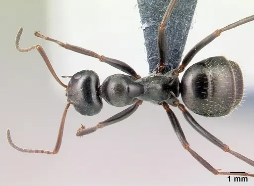 Formica gagates - CASENT0179937