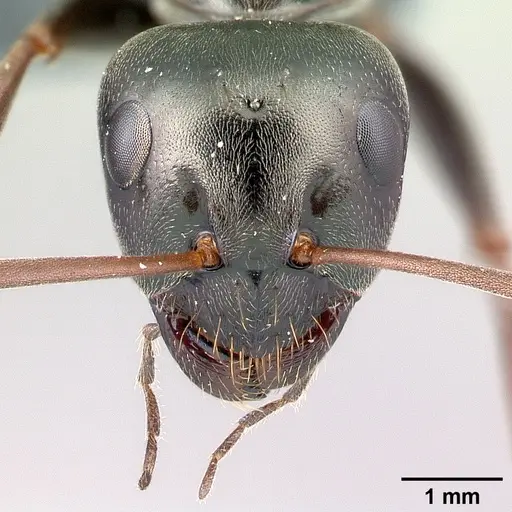 Formica gagates - CASENT0179937