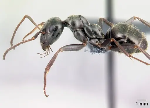 Formica gagates - CASENT0179937