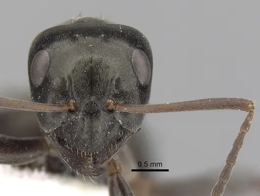 Formica gagates - CASENT0280386