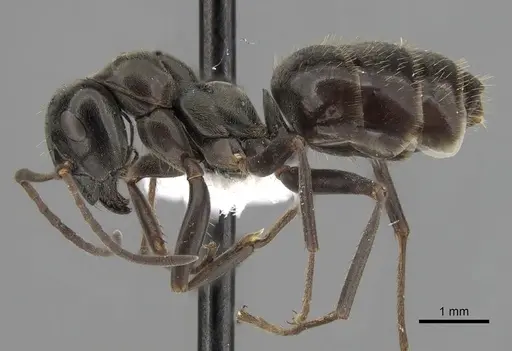 Formica gagates - CASENT0280386