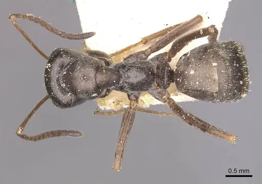 Formica gagates - CASENT0911074