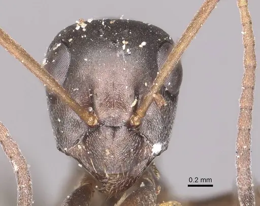 Formica gagates - CASENT0911074