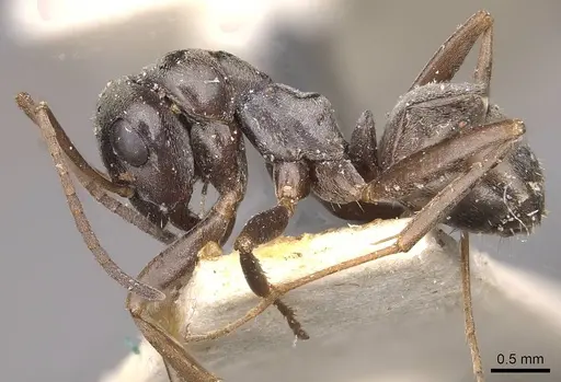 Formica gagates - CASENT0911074