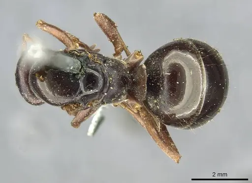 Formica gagates - CASENT0913656