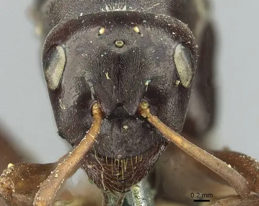 Formica gagates - CASENT0913656