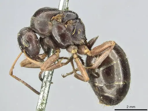 Formica gagates - CASENT0913656