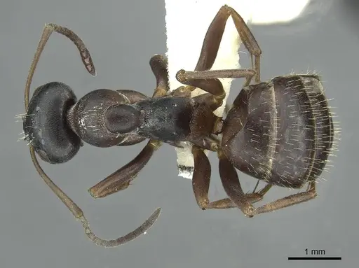 Formica gagates - CASENT0913657