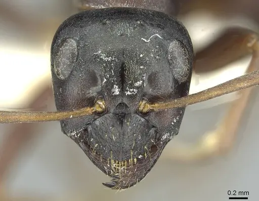 Formica gagates - CASENT0913657