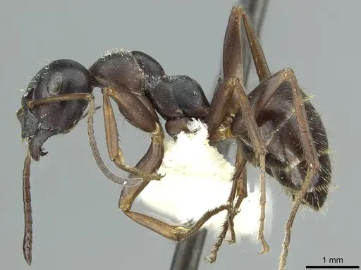 Formica gagates - CASENT0913657