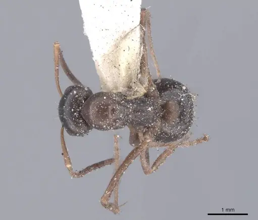 Formica gagates - FMNHINS0000046281