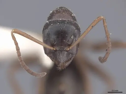 Formica gagates - FMNHINS0000046281