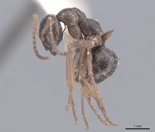 Formica gagates - FMNHINS0000046281