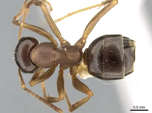 Formica gagatoides specimen