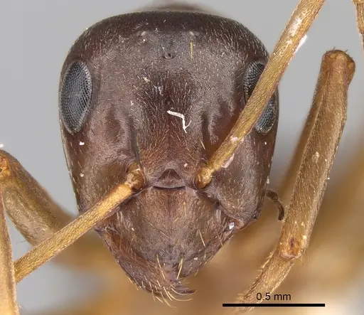 Formica gagatoides specimen