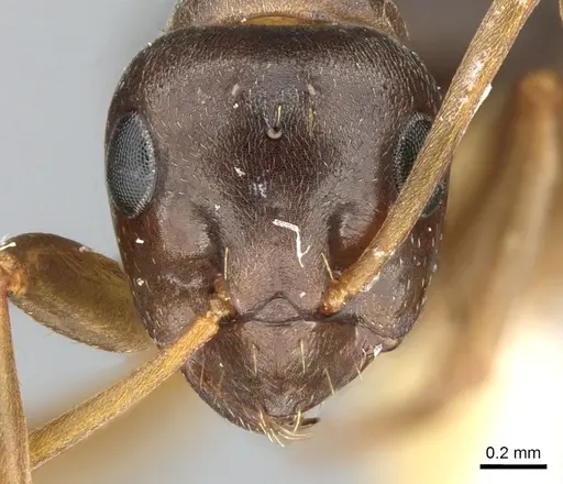 Formica gagatoides specimen
