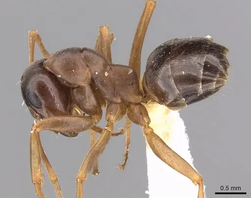 Formica gagatoides - CASENT0906304