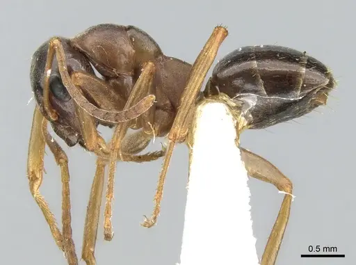 Formica gagatoides - CASENT0906304