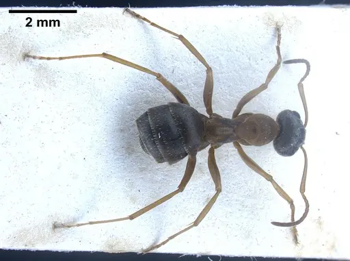 Formica georgica specimen