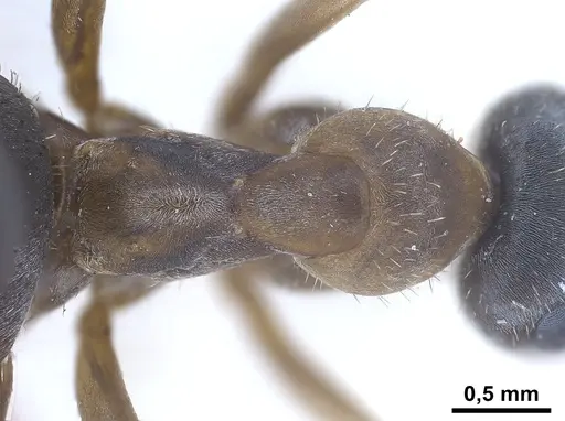 Formica georgica specimen