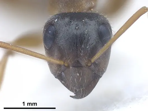 Formica georgica specimen