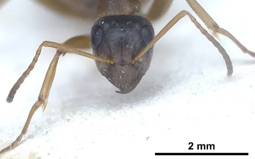 Formica georgica - ANTWEB1041260