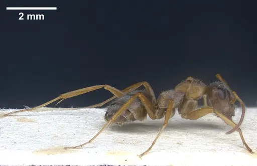 Formica georgica - ANTWEB1041260