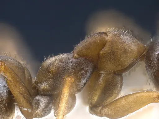 Formica georgica - ANTWEB1041260