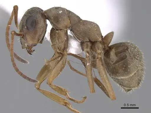 Formica georgica - CASENT0922715