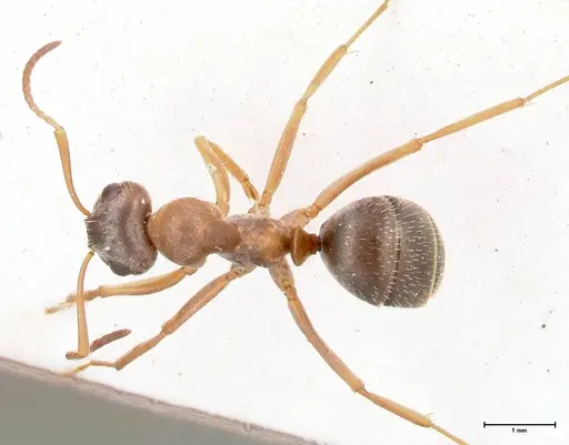 Formica georgica - FOCOL0758